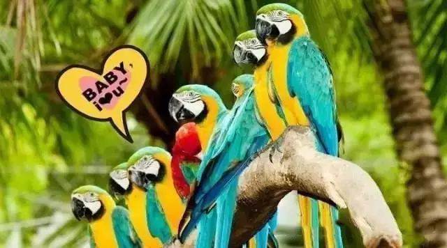 【915-918邵陽秋季車展倒計時7天】藝高鳥膽大，墻都不服，我就服niao！