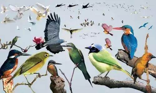 【915-918邵陽秋季車展倒計時4天】不想出門看人人人，那就改成看鳥鳥鳥！