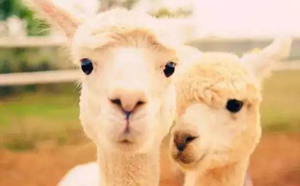  【915-918邵陽秋季車展倒計時3天】男人車展看美女，女人車展看什么？